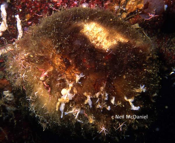 Photo of Geodia mesotriaena by <a href="http://www.seastarsofthepacificnorthwest.info/">Neil McDaniel</a>